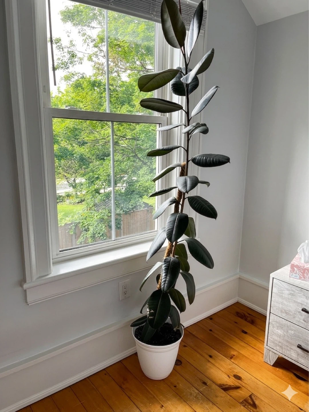 Tall Rubber Plant in White Pot - photo 2