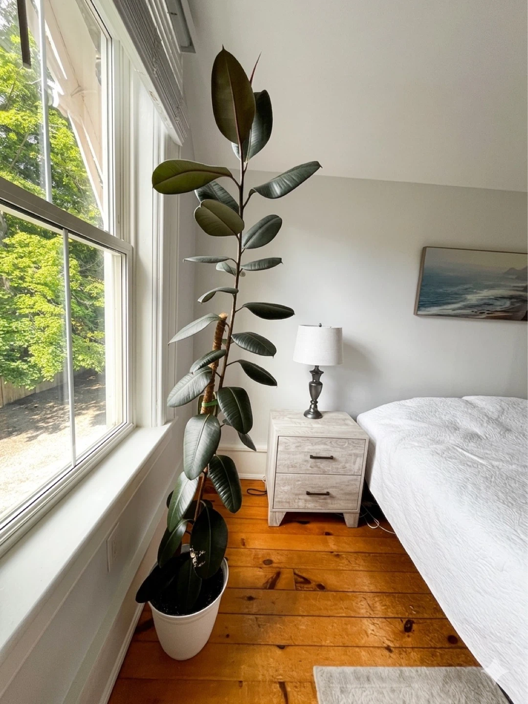 Tall Rubber Plant in White Pot