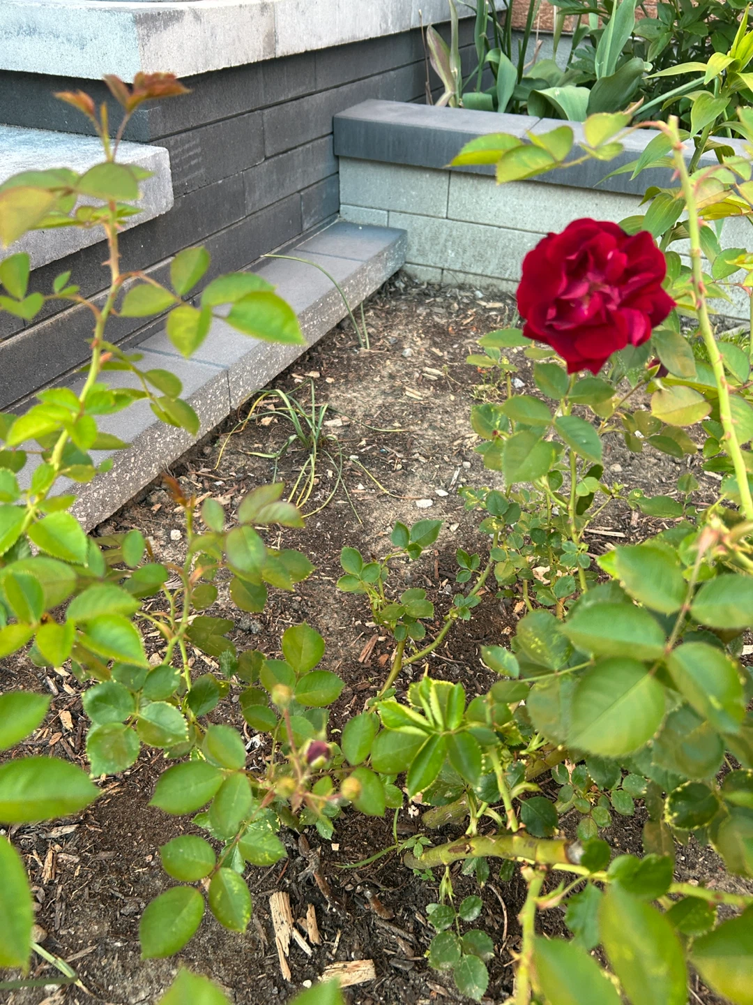 Extra large red rose - photo 2