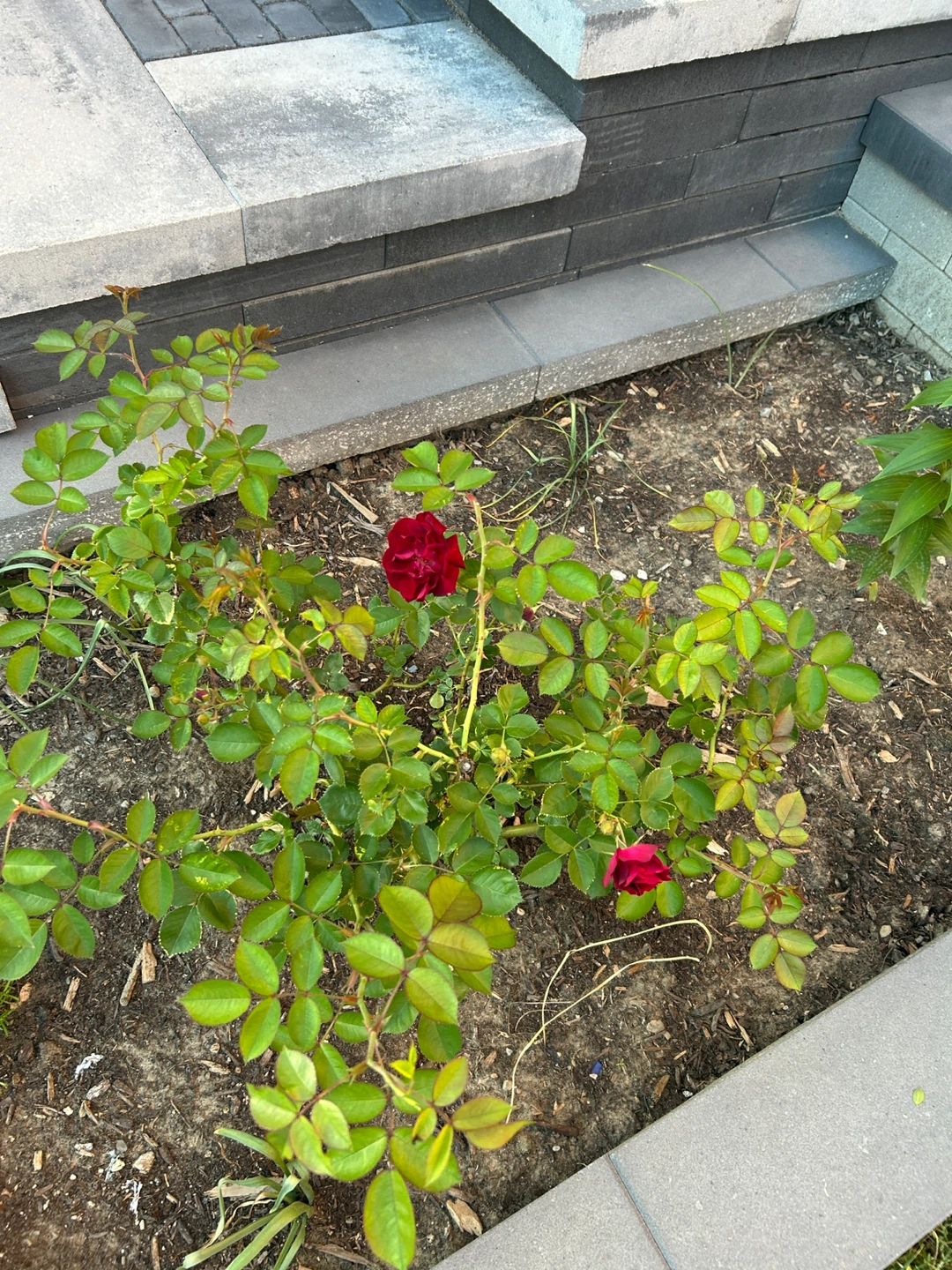 Extra large red rose