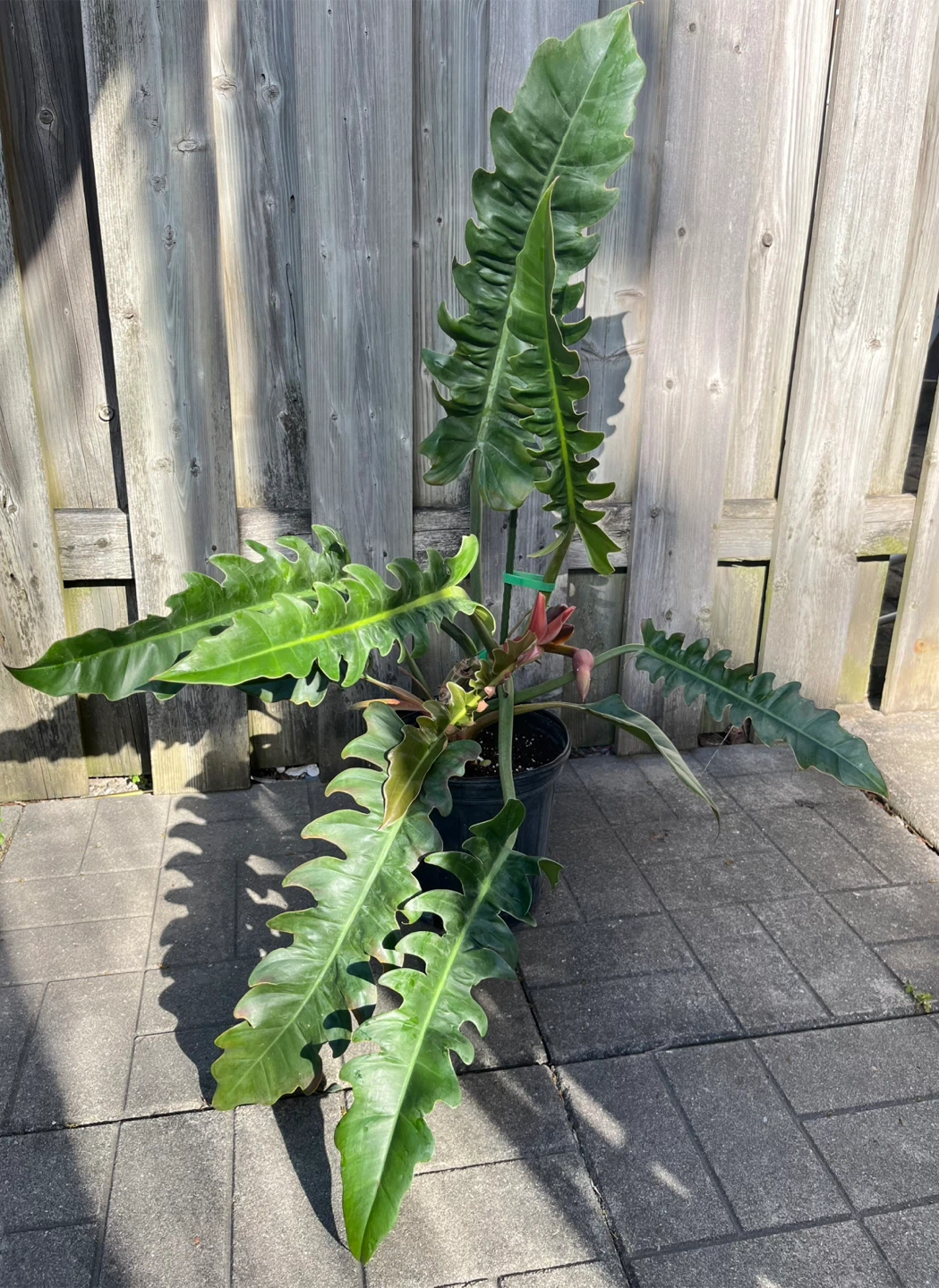 Large healthy Philodendron Narrows in 9”pot