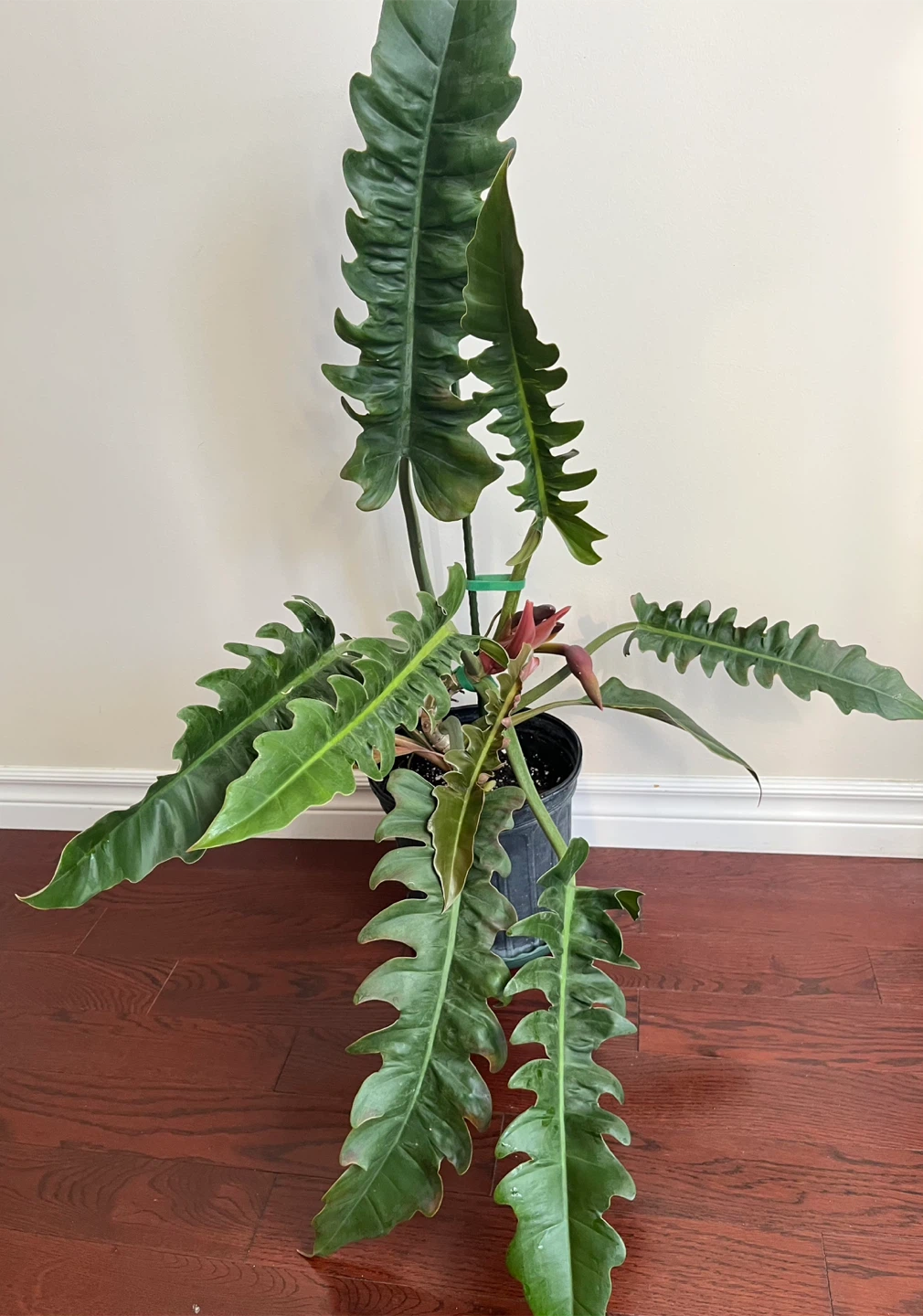 Large healthy Philodendron Narrows in 9”pot - photo 2