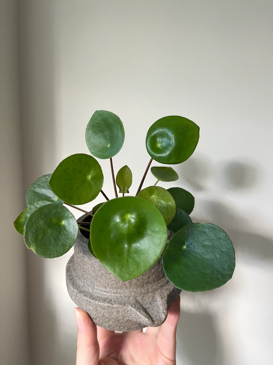 Pilea peperomioides Plant with pot