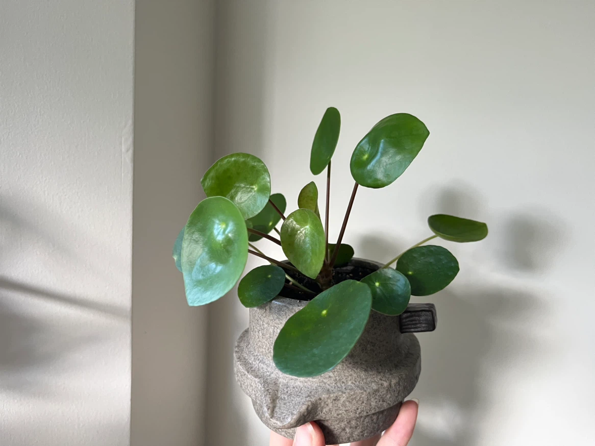 Pilea peperomioides Plant with pot - photo 2