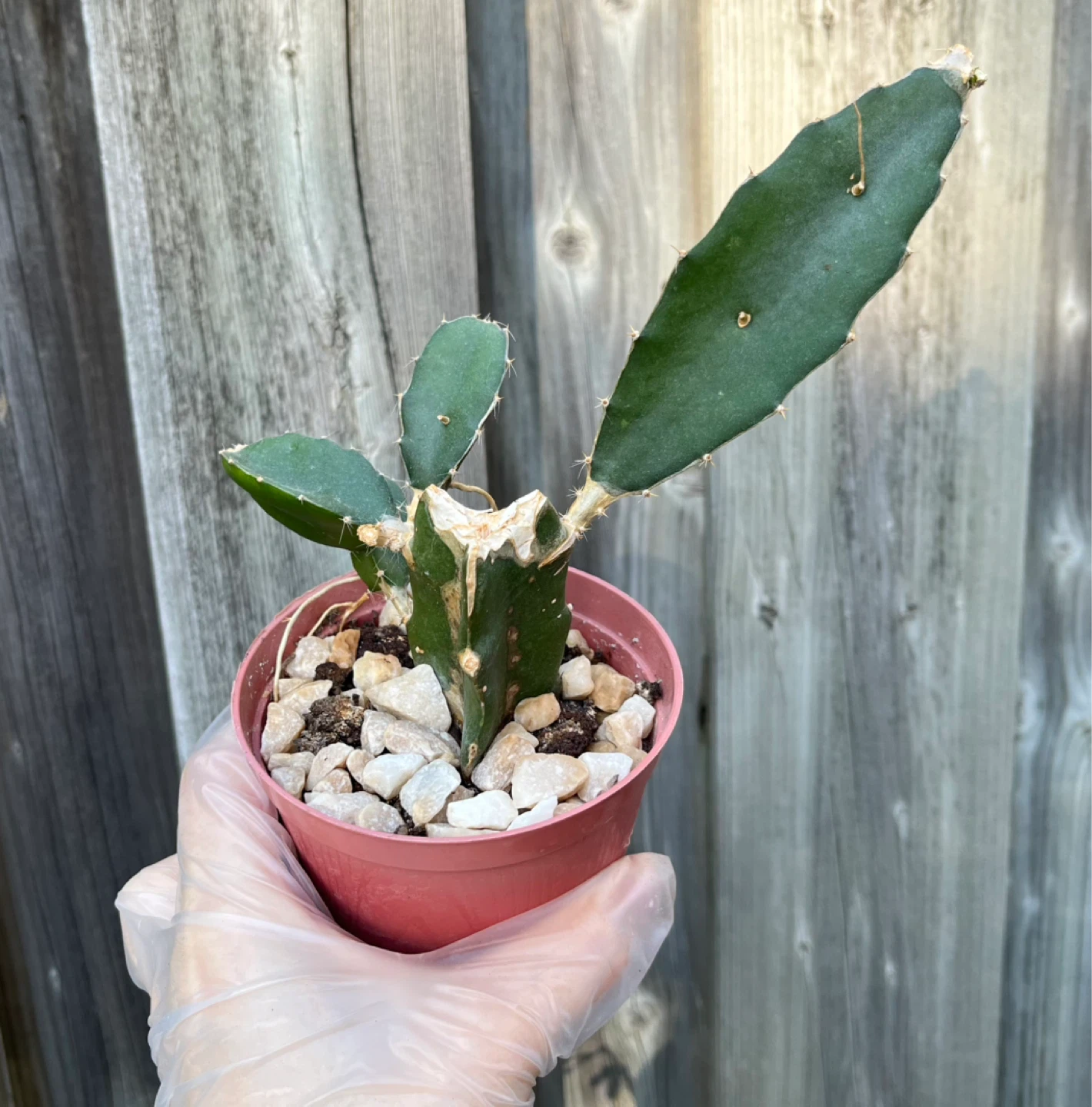 Healthy cactus in 4” pot