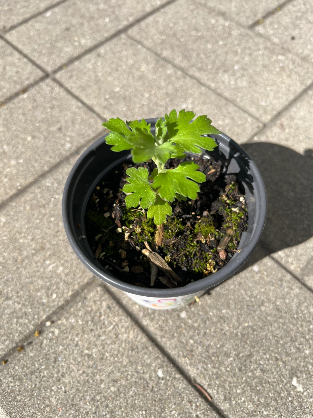 (Perennial)Red Chrysanthemum Plant