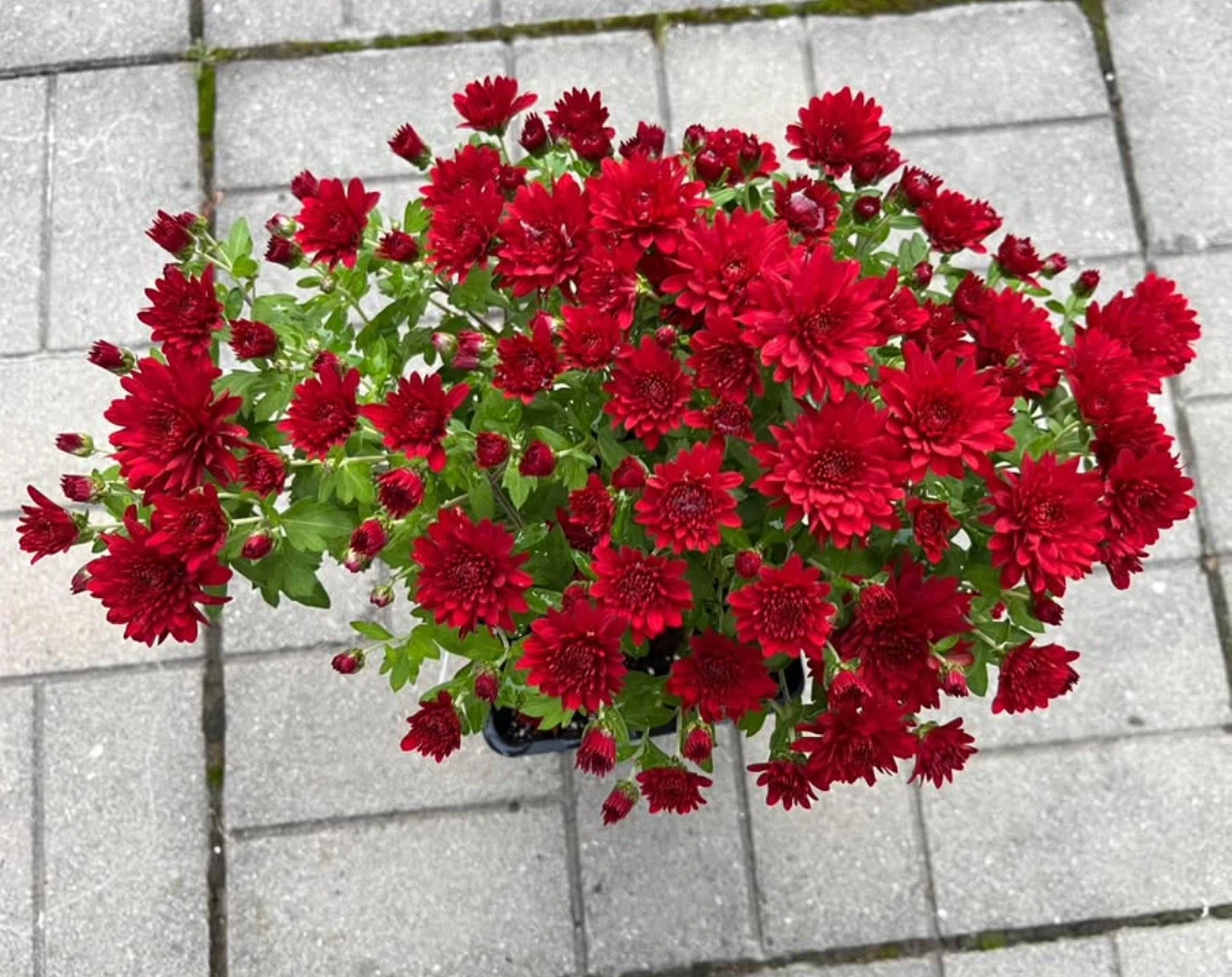 (Perennial)Red Chrysanthemum Plant - photo 2