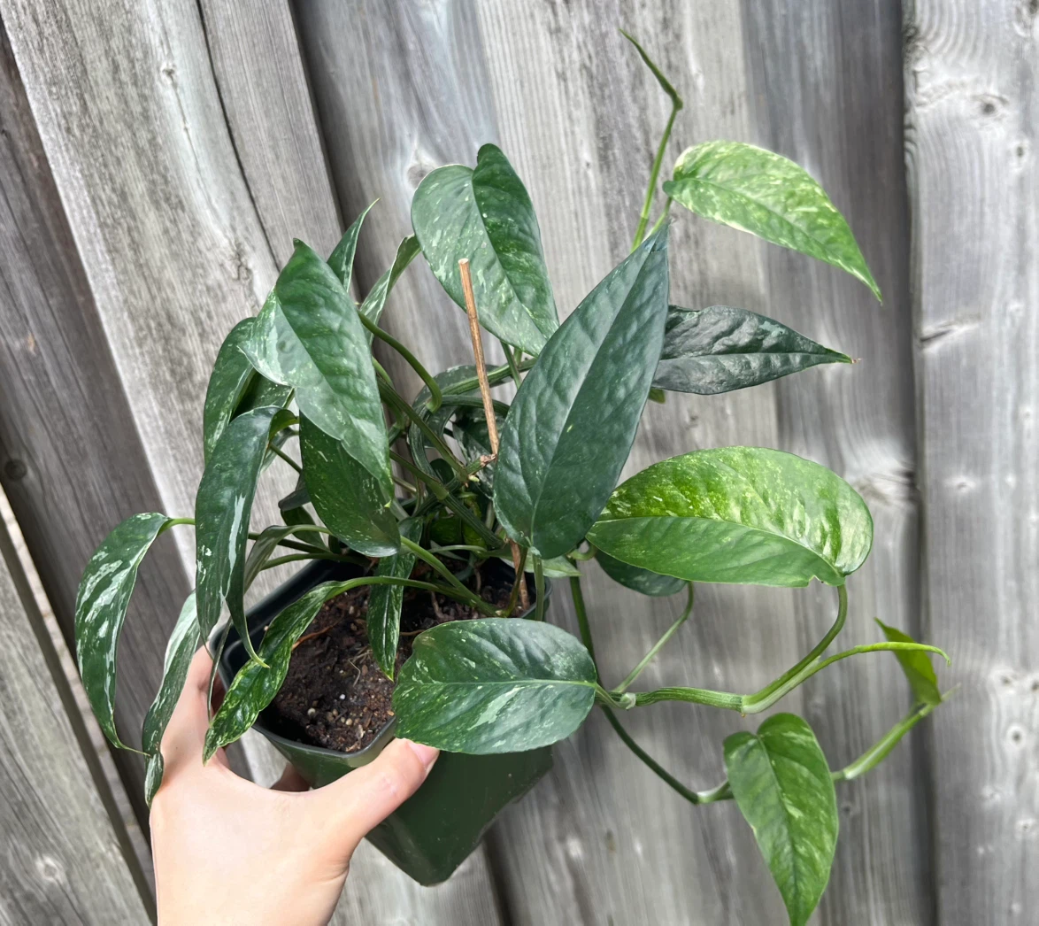 Healthy Epipremnum Pinnatum Albo in a plastic square pot