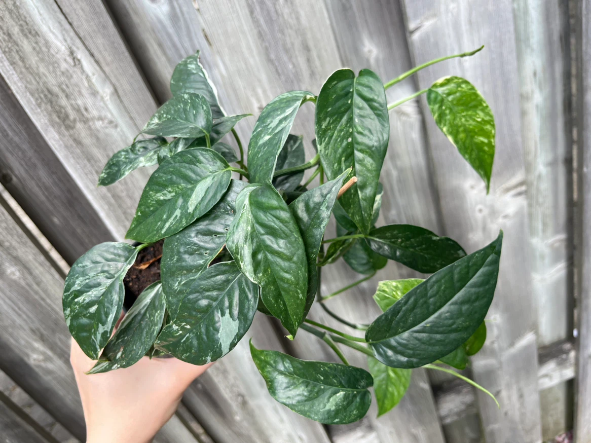 Healthy Epipremnum Pinnatum Albo in a plastic square pot - photo 2