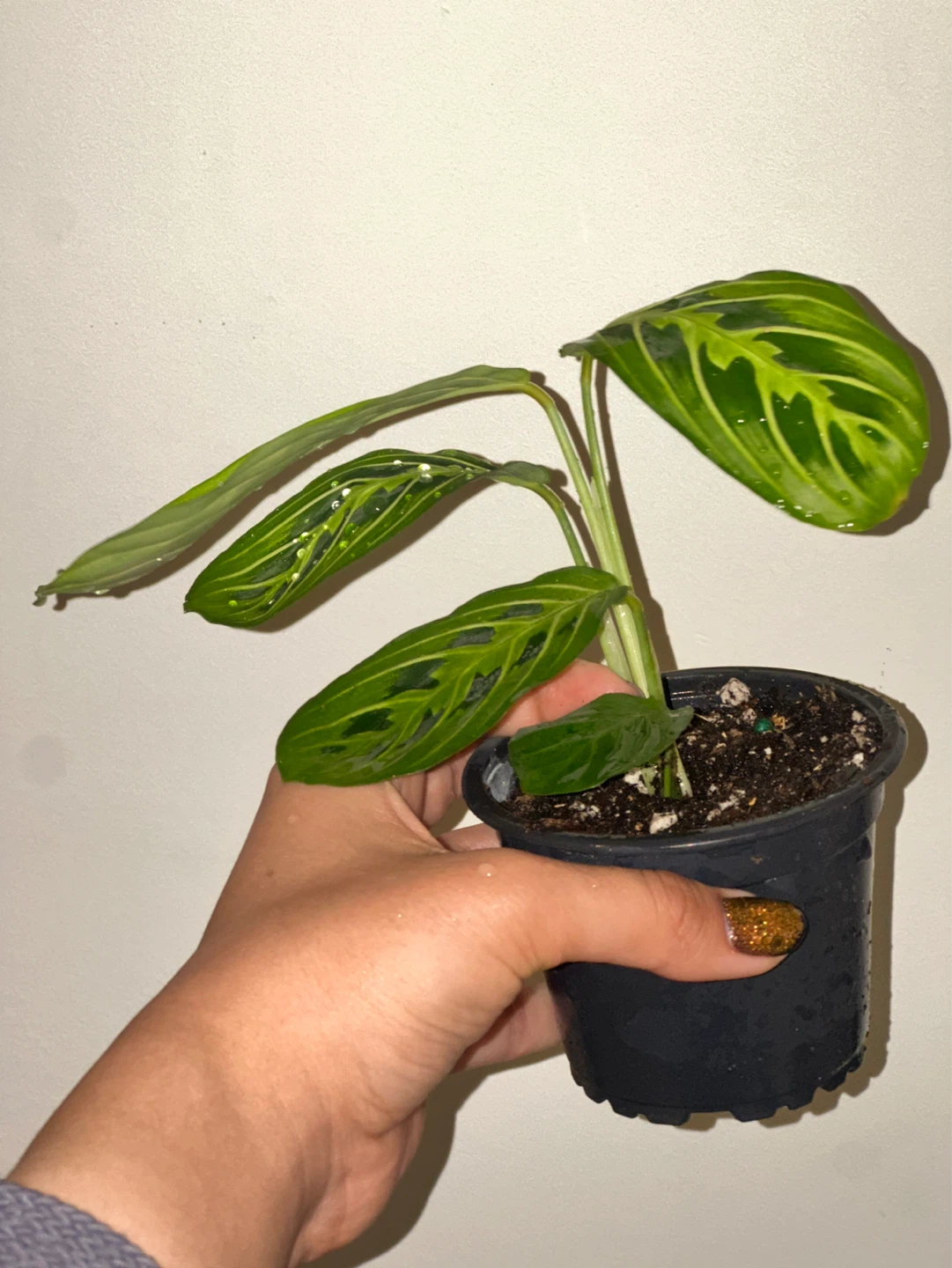 Maranta Lemon Lime Plant - photo 2