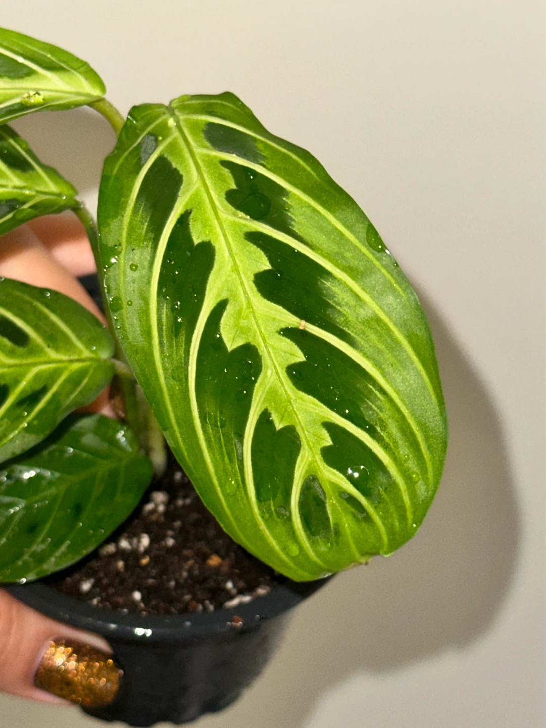 Maranta Lemon Lime Plant - photo 3