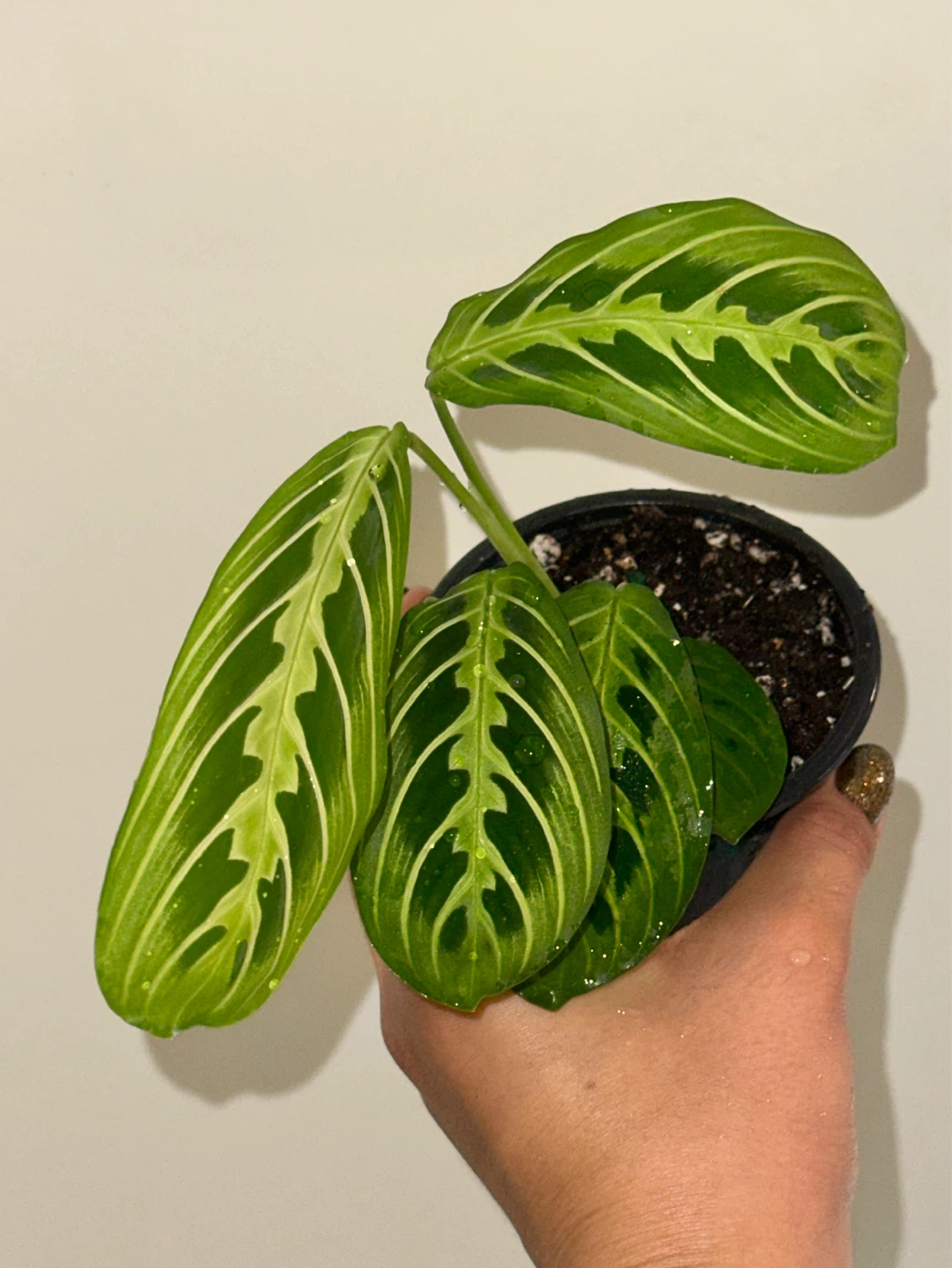 Maranta Lemon Lime Plant