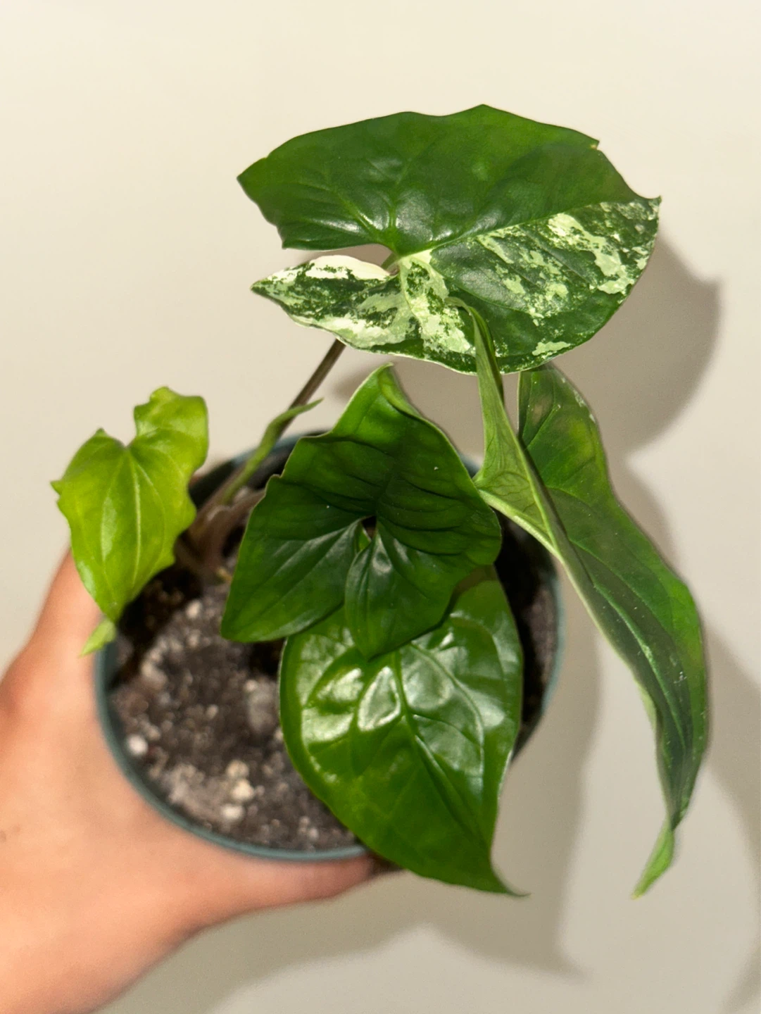 Syngonium Albo Plant - photo 4