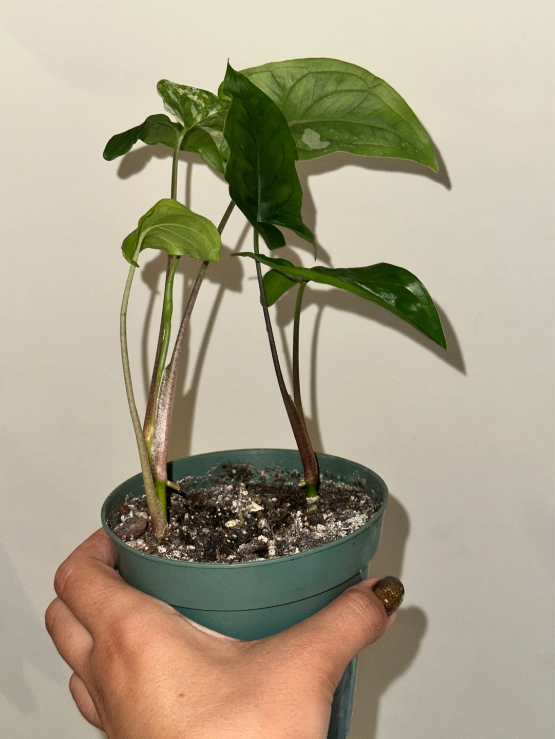 Syngonium Albo Plant - photo 3
