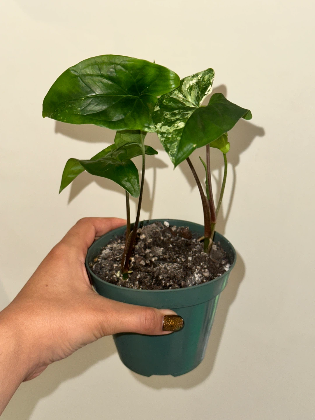 Syngonium Albo Plant - photo 2