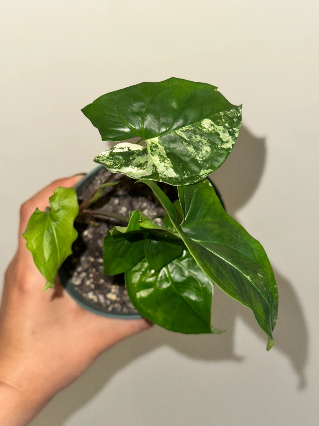 Syngonium Albo Plant
