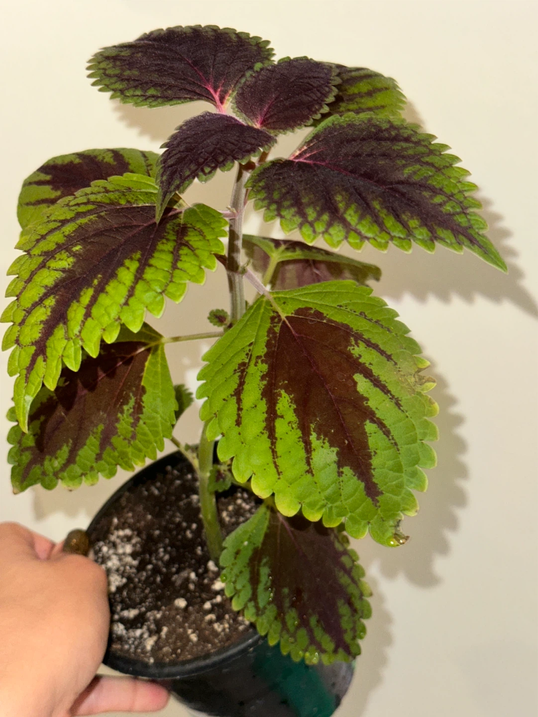 Coleus Plant - photo 3