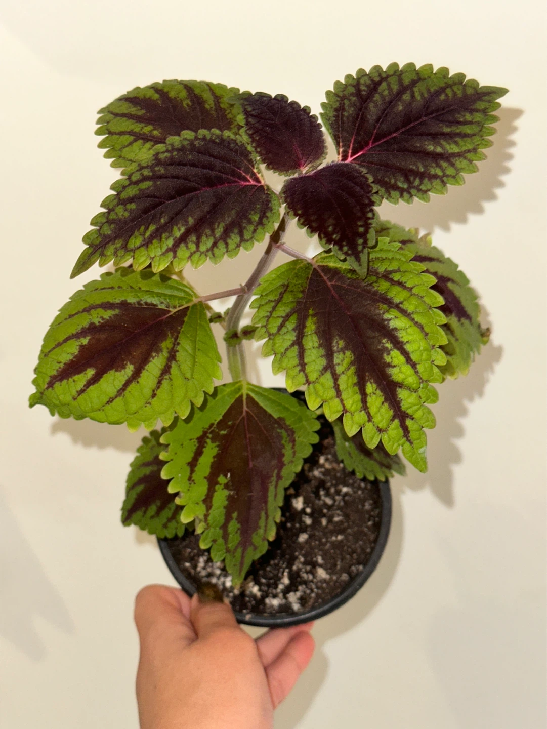 Coleus Plant
