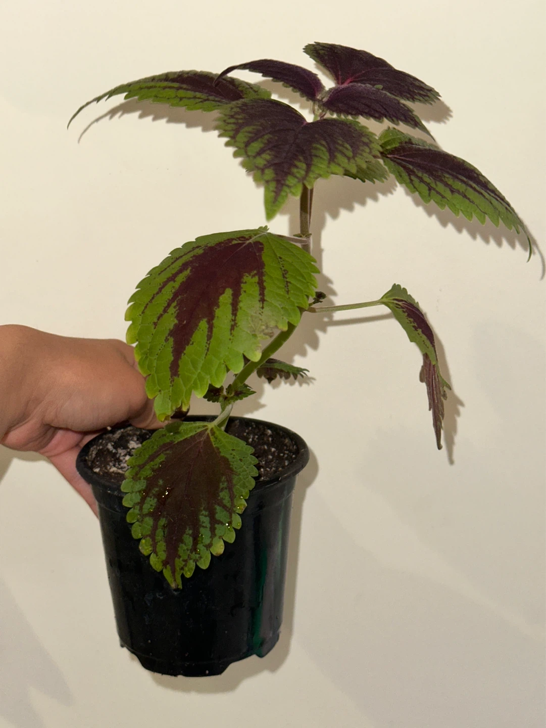 Coleus Plant - photo 2
