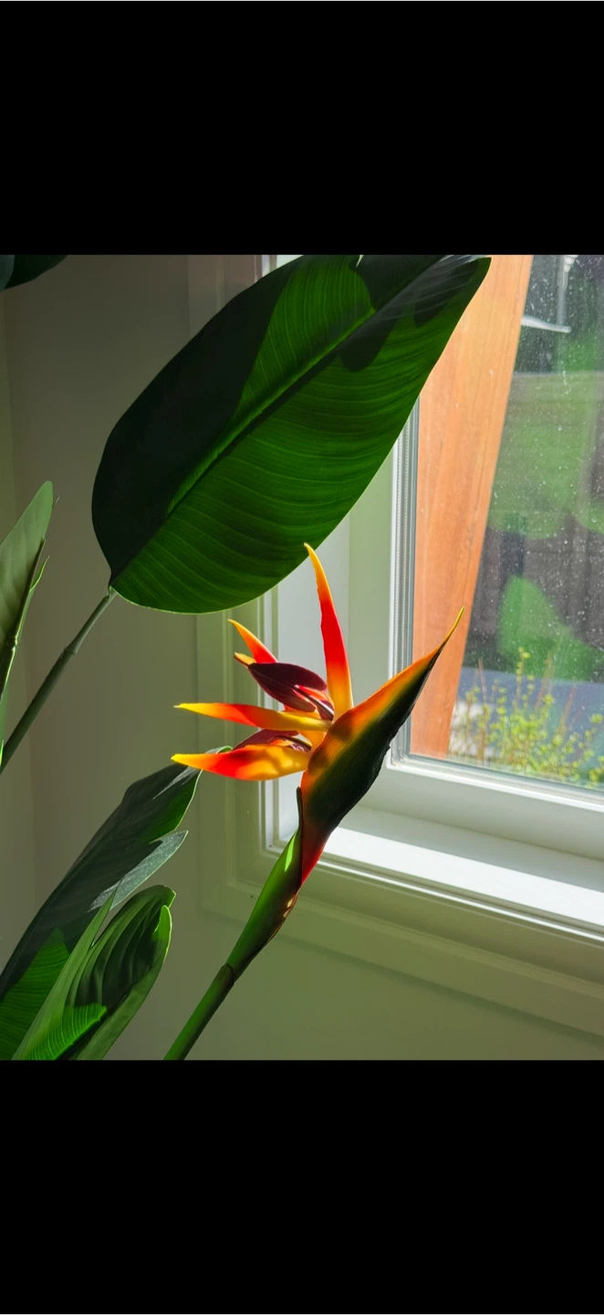 Bird of Paradise Plant