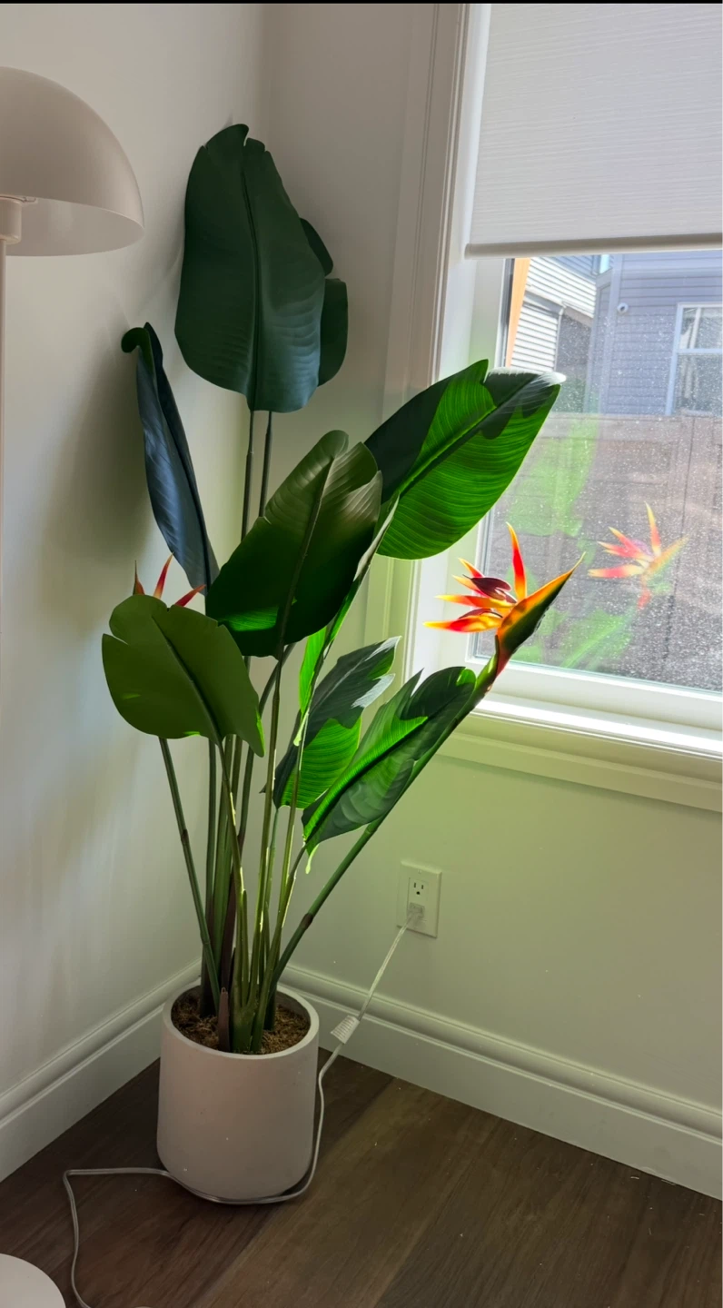 Bird of Paradise Plant - photo 2