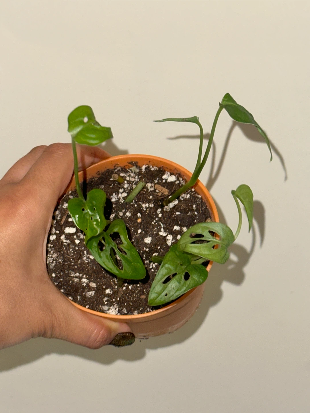 Monstera Adansonii Plant