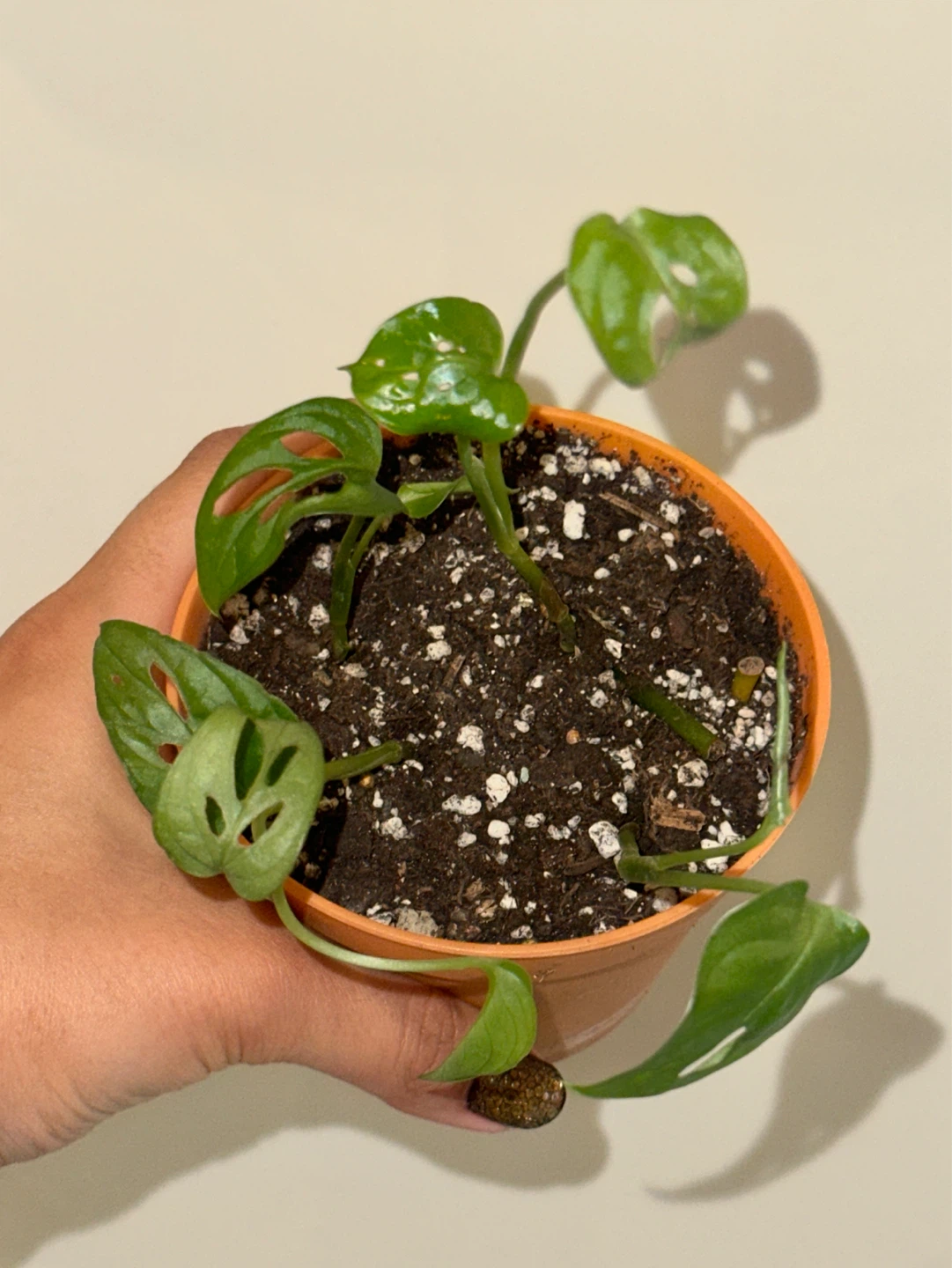 Monstera Adansonii Plant - photo 2