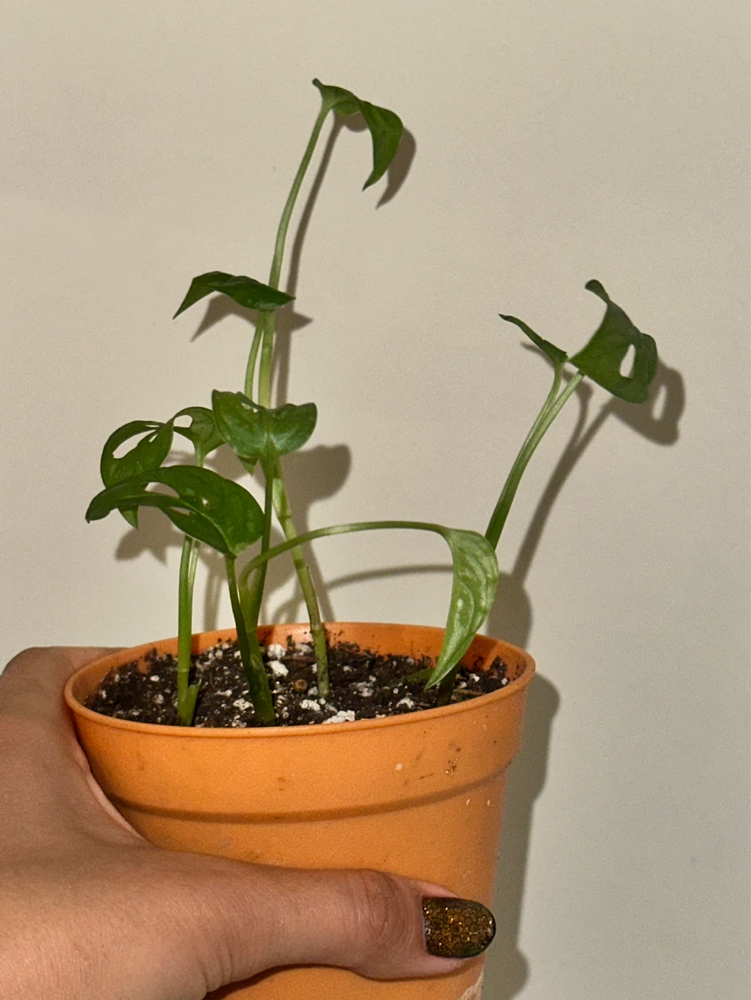 Monstera Adansonii Plant - photo 3