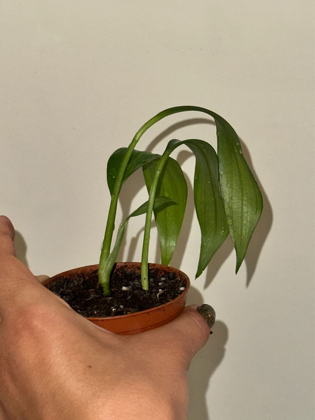 Monstera Standleyana Plant - photo 3