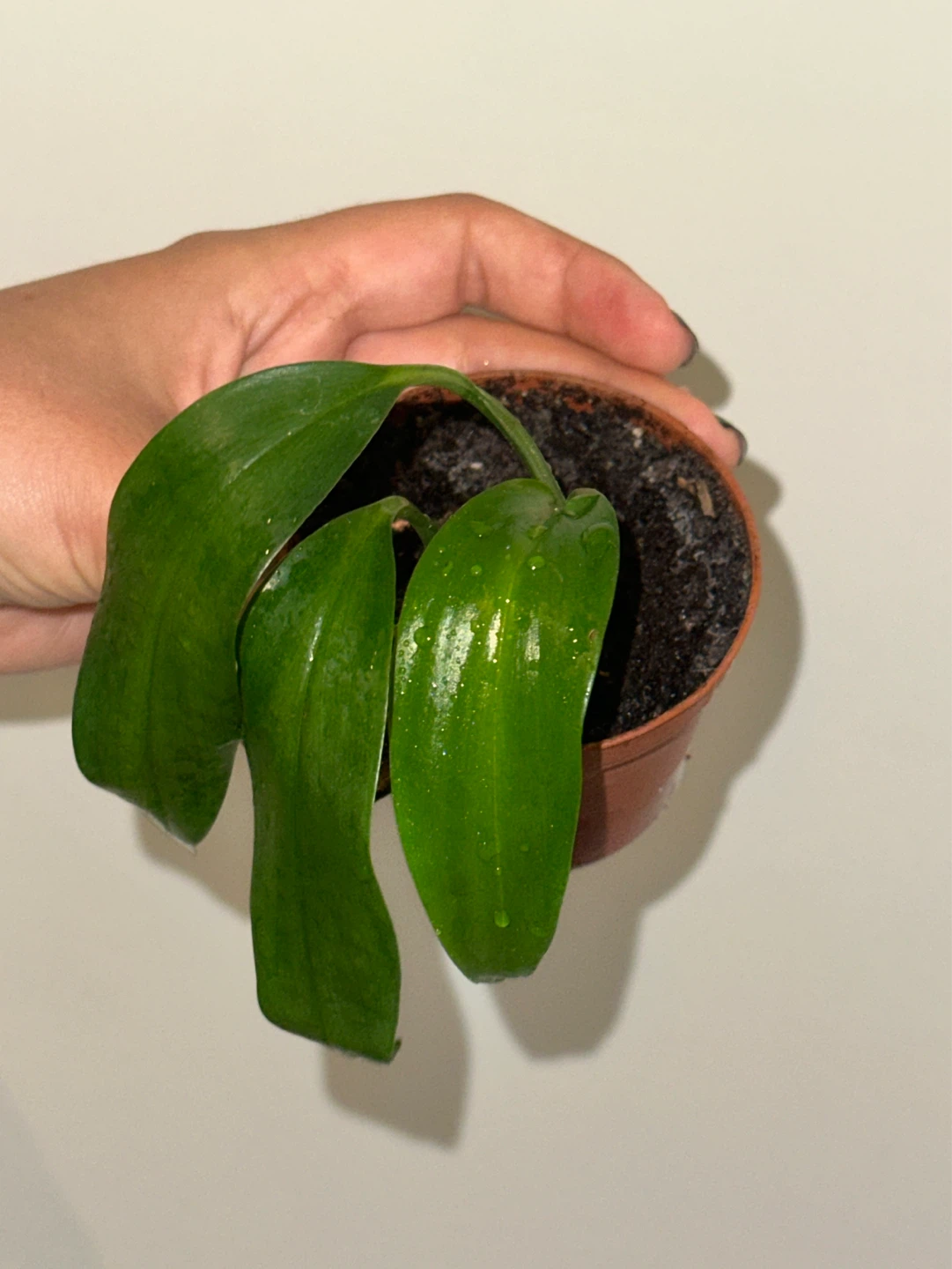 Monstera Standleyana Plant - photo 2