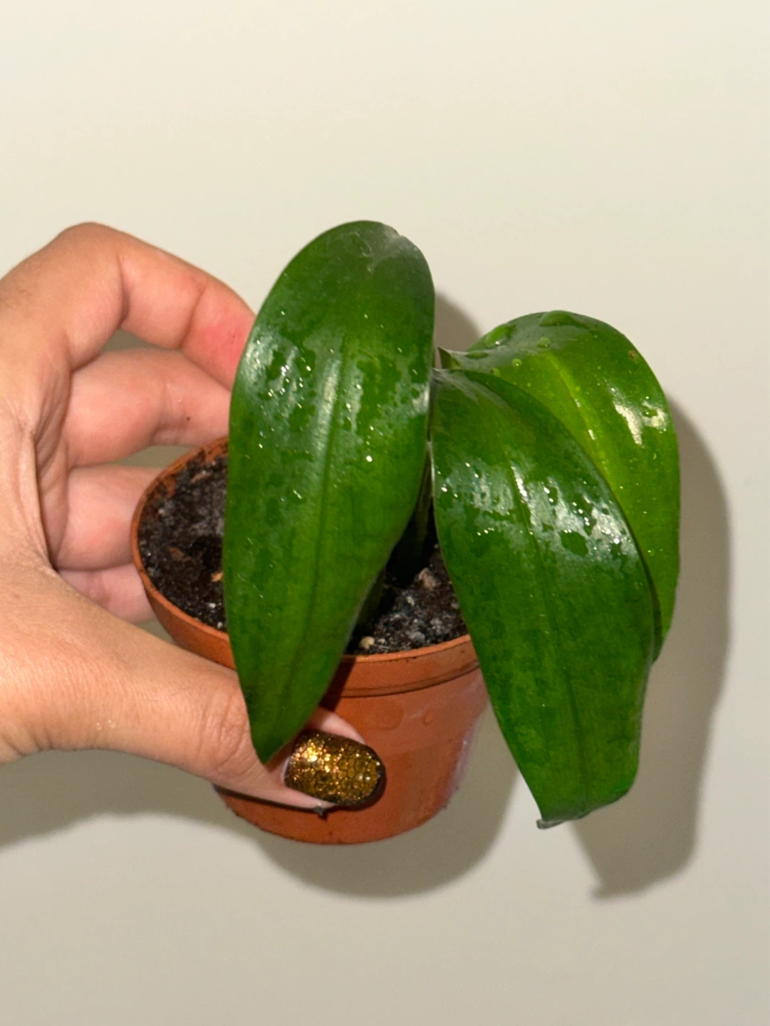 Monstera Standleyana Plant