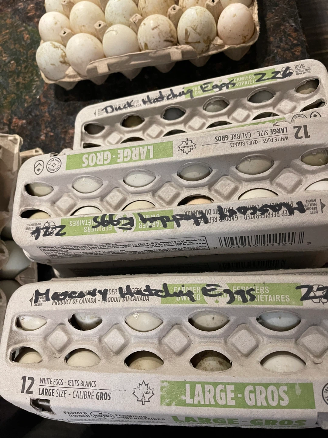 Eggs for sale