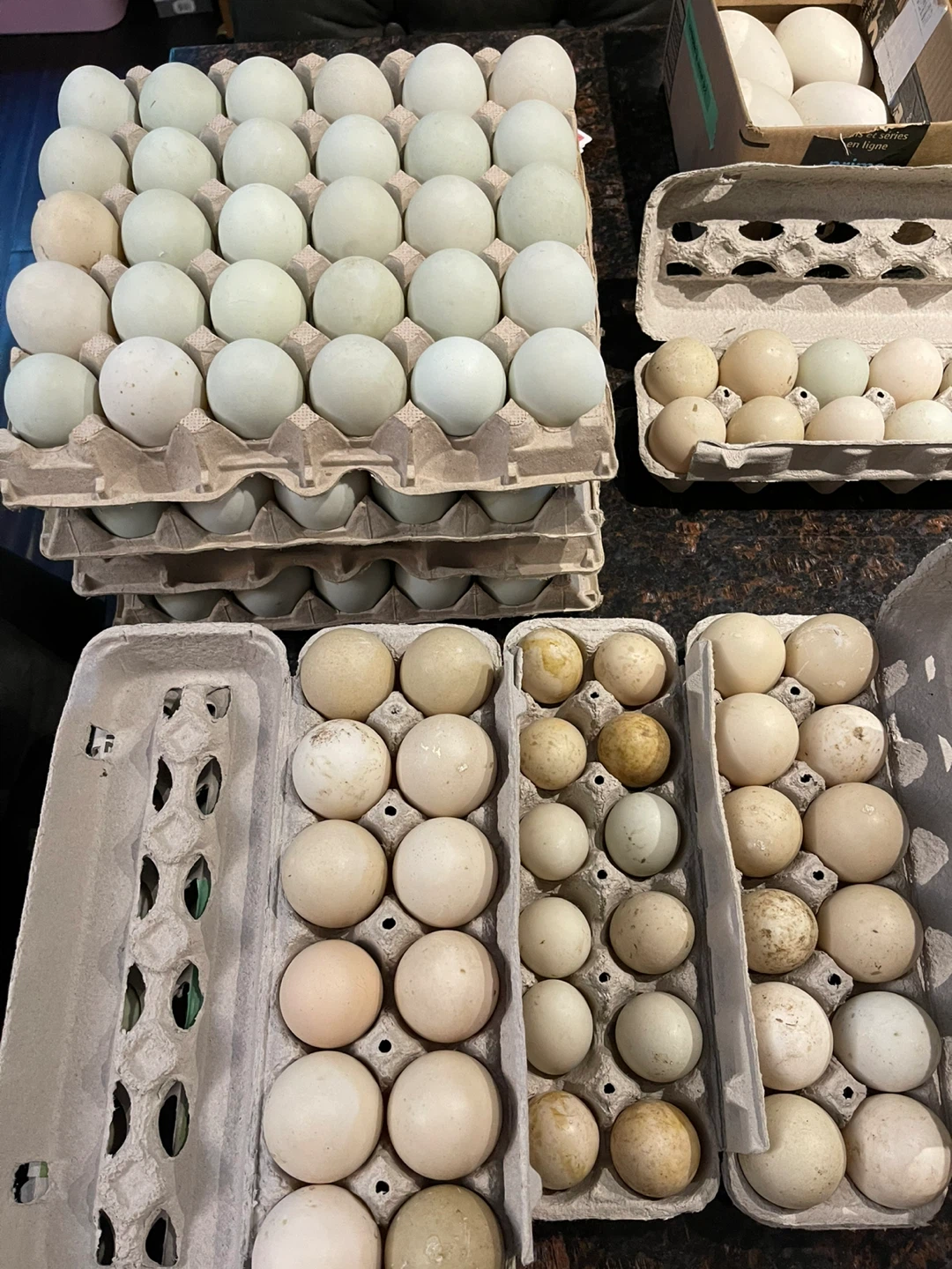 Eggs for sale - photo 3