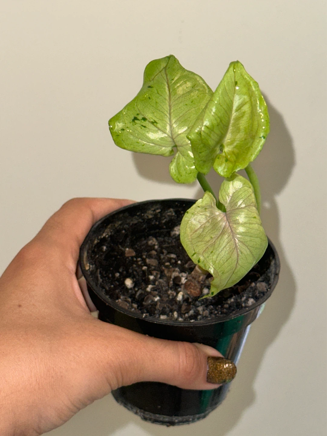 Syngonium Grey Ghost Plant - photo 2
