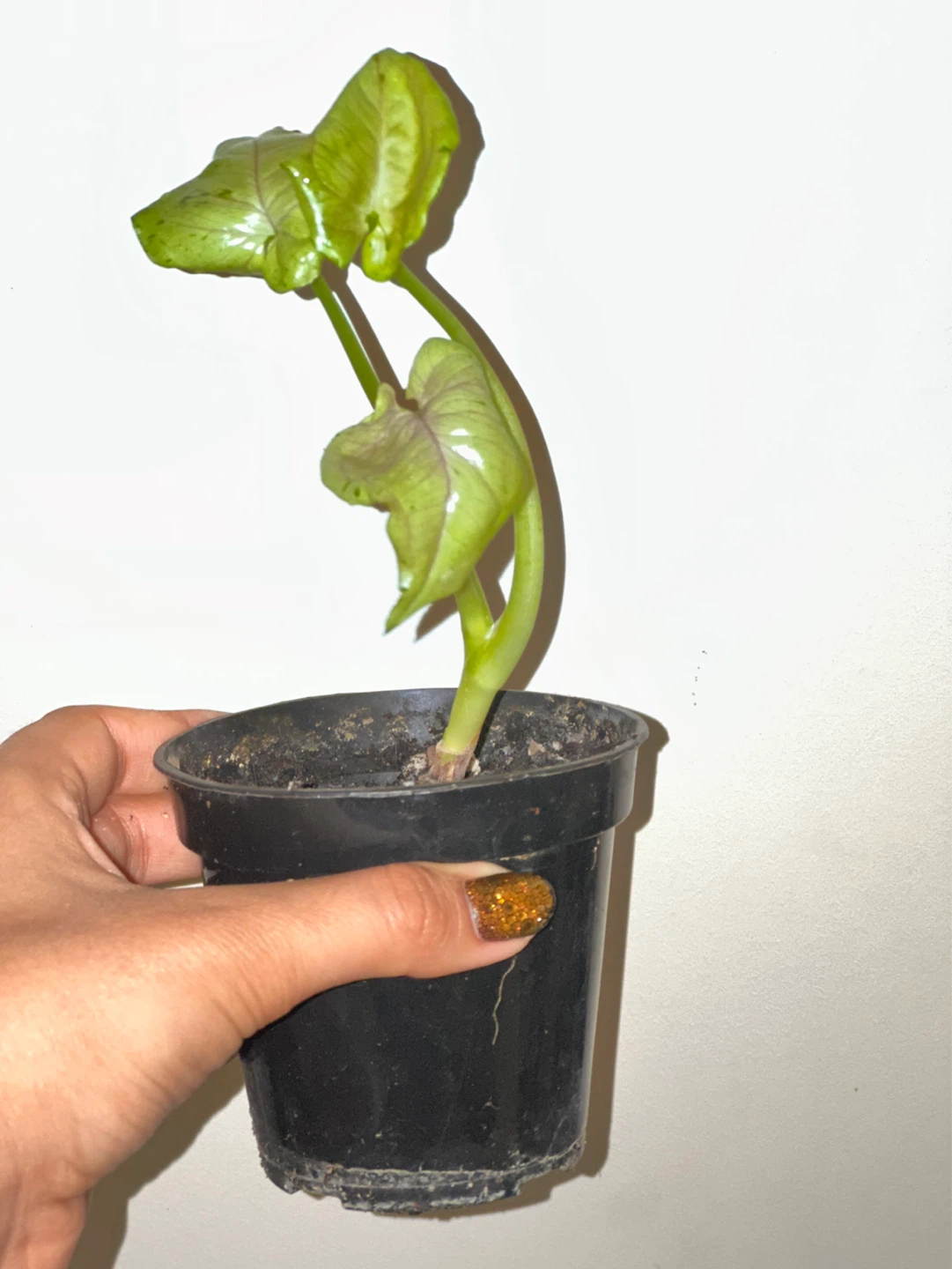 Syngonium Grey Ghost Plant - photo 3