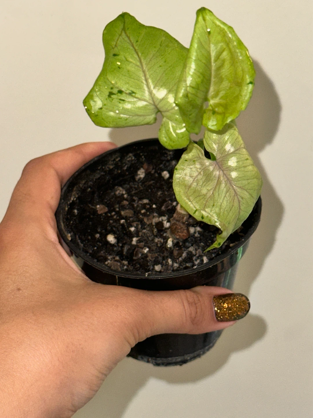 Syngonium Grey Ghost Plant