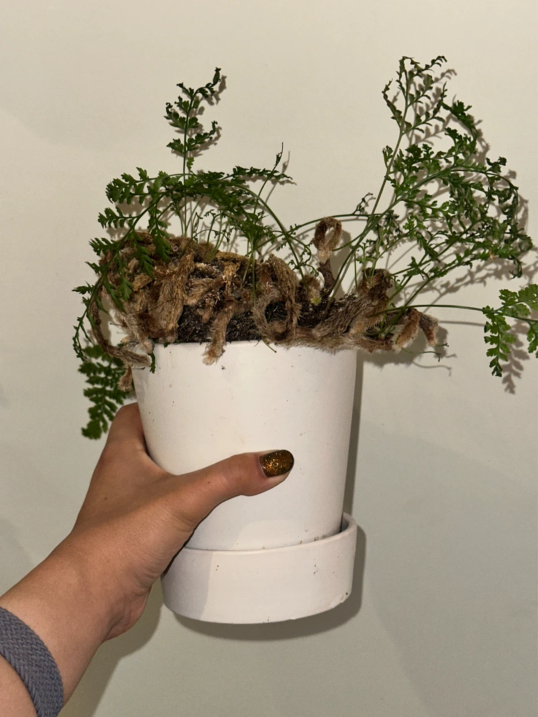 Rabbit's Foot Fern Plant - photo 3