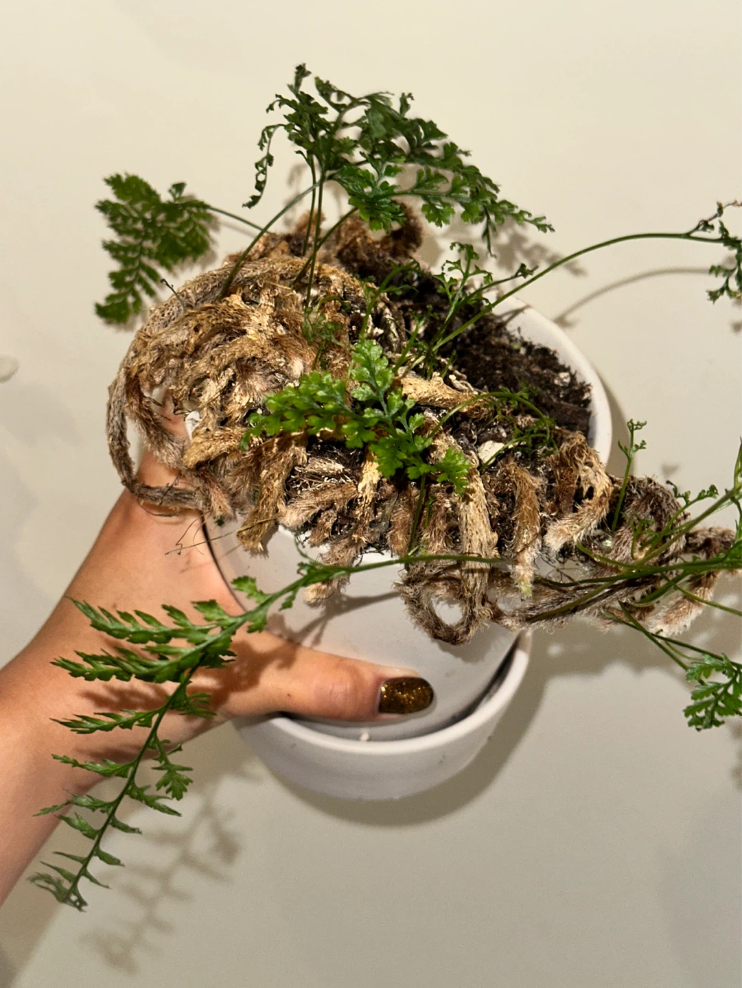 Rabbit's Foot Fern Plant - photo 2