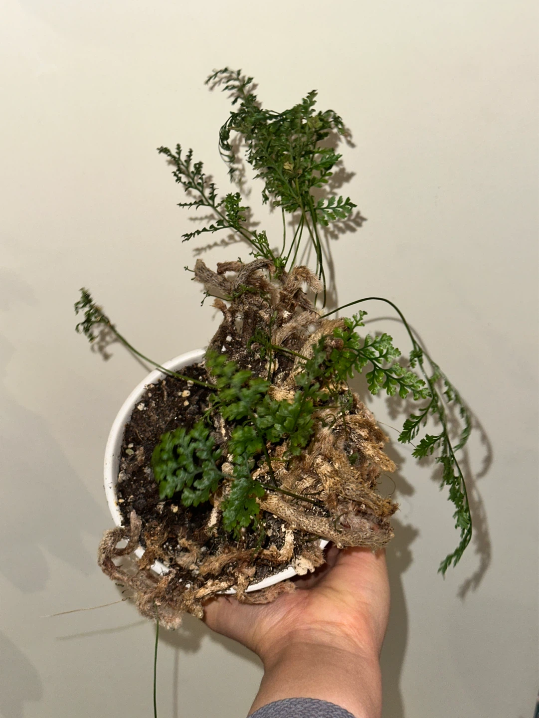 Rabbit's Foot Fern Plant