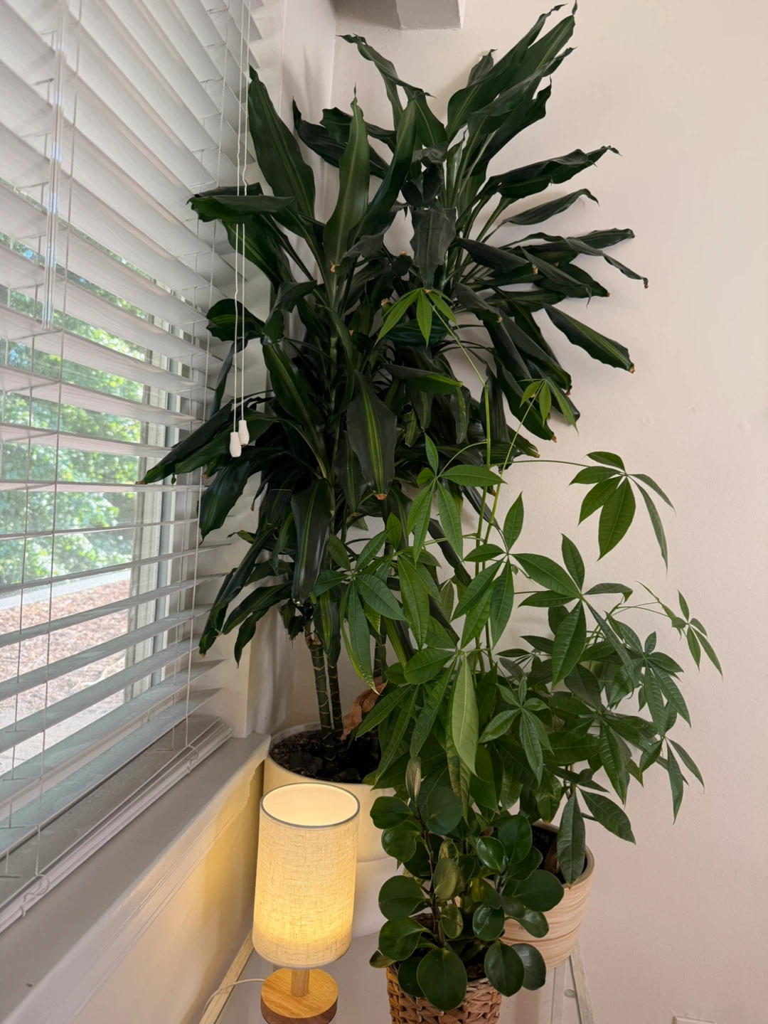 Dracaena Plant