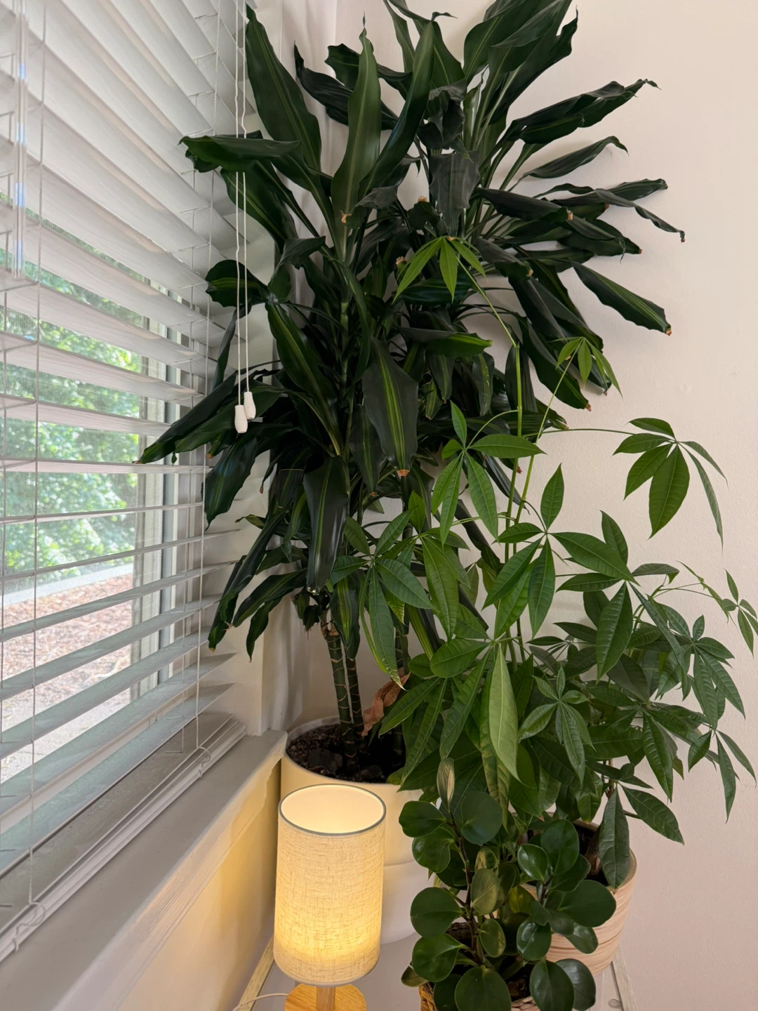 Dracaena Plant - photo 2
