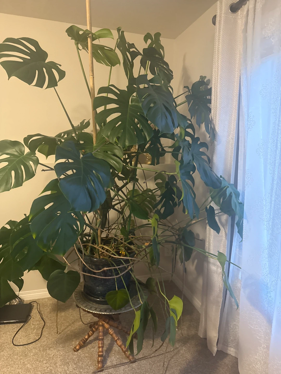Large Monstera Plant