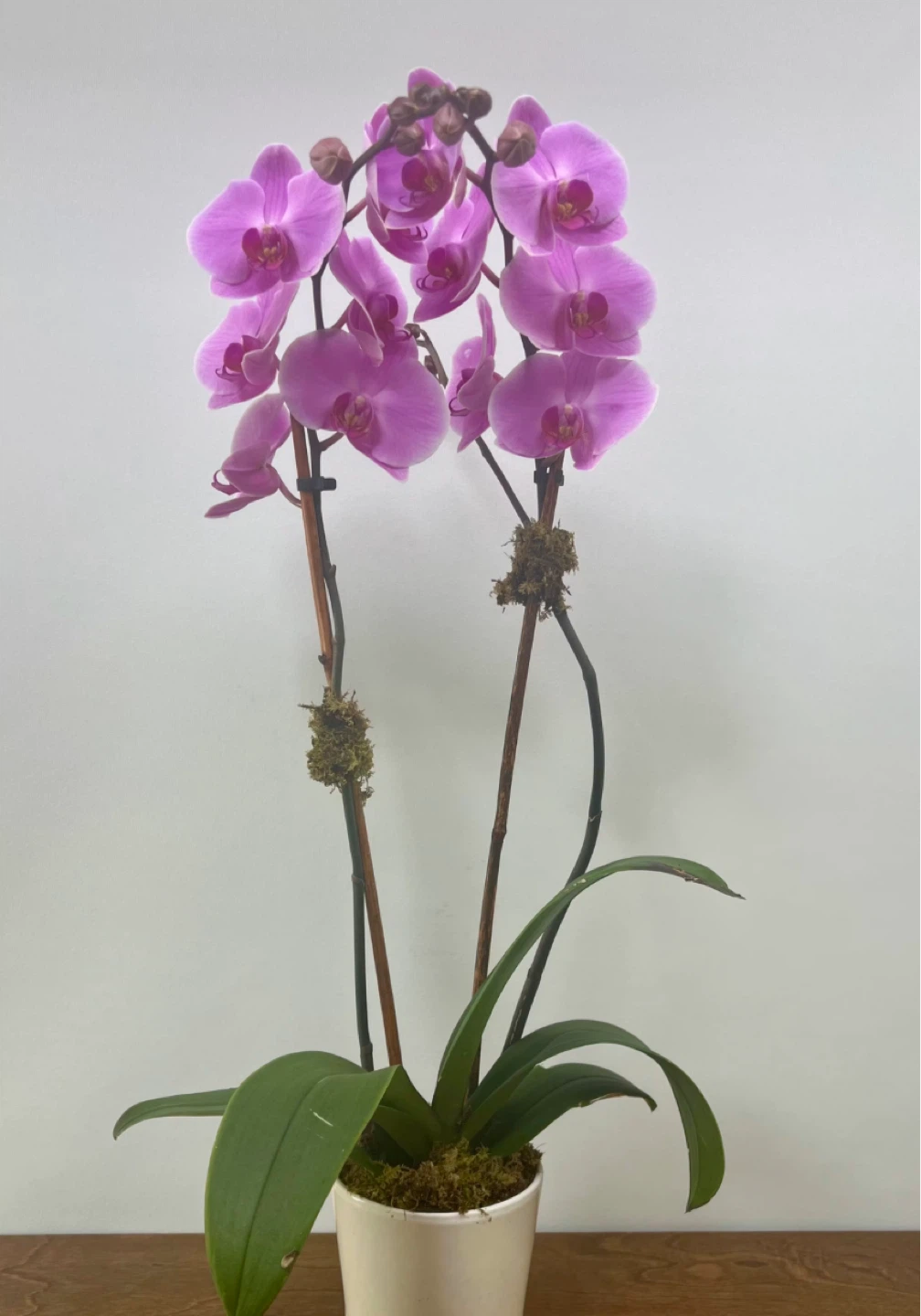 6” Orchid Plants (Pink, White , Assorted )