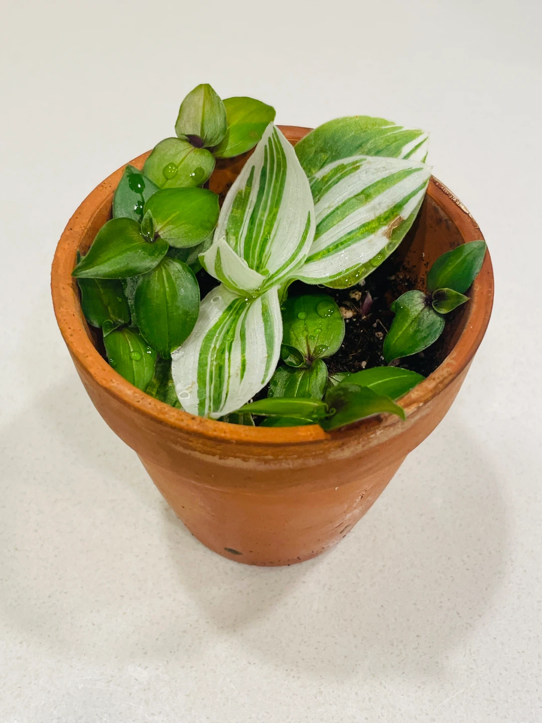 Mixed Tradescantia Pot (Variegated & Green) 🌱