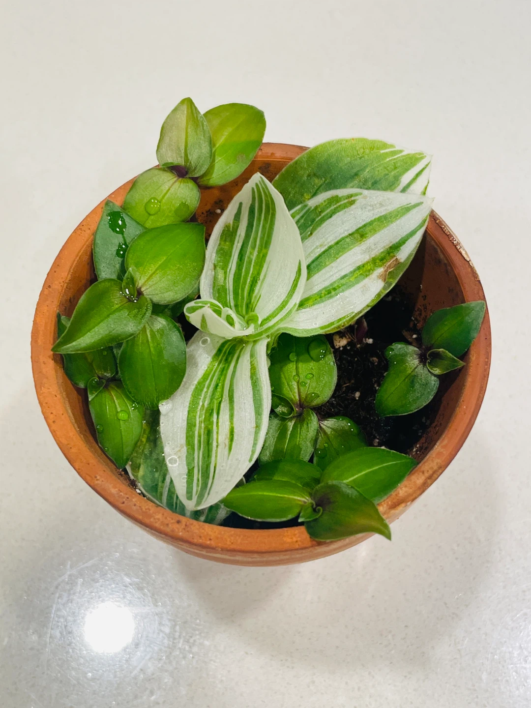 Mixed Tradescantia Pot (Variegated & Green) 🌱 - photo 2