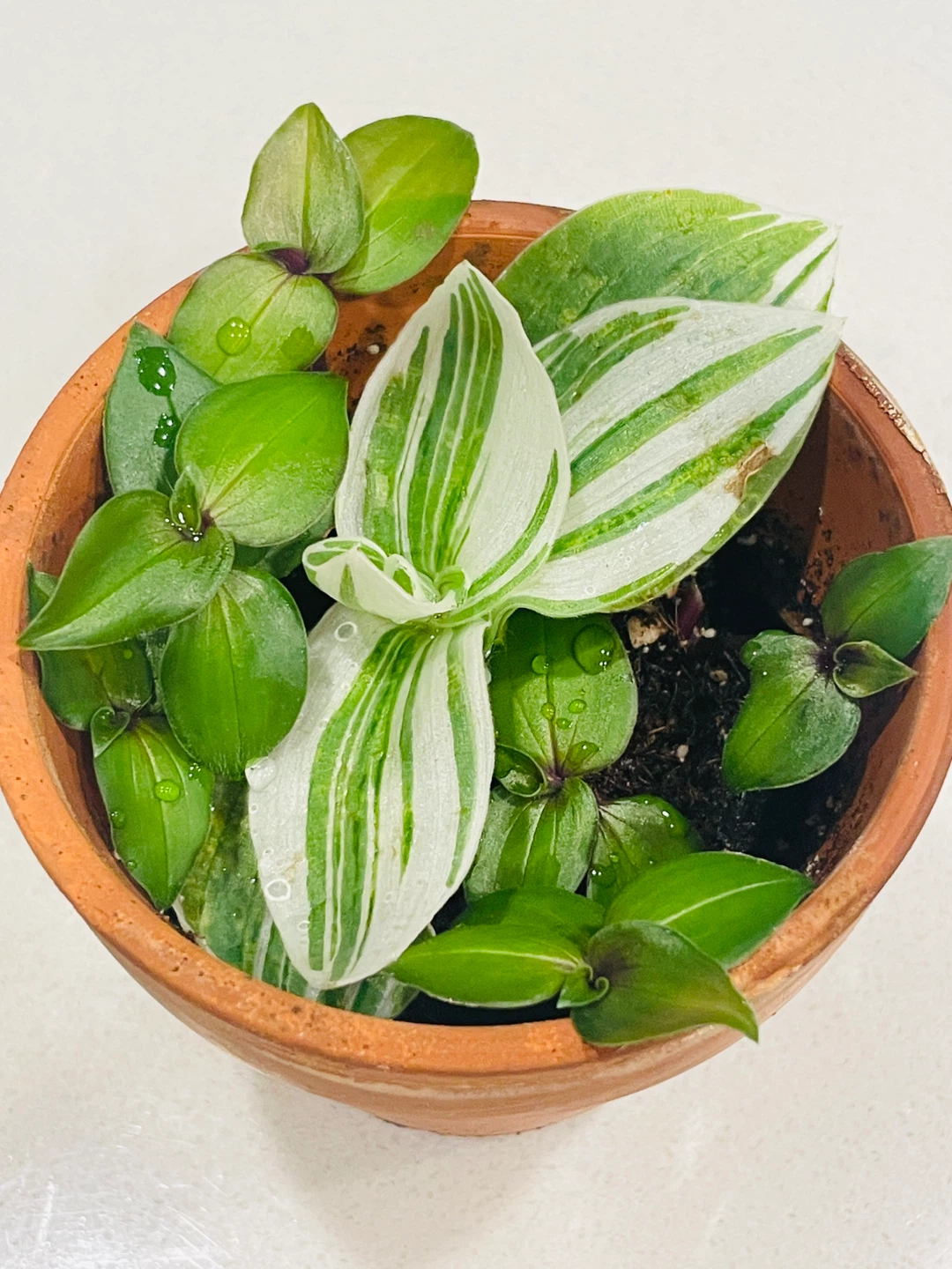 Mixed Tradescantia Pot (Variegated & Green) 🌱 - photo 3