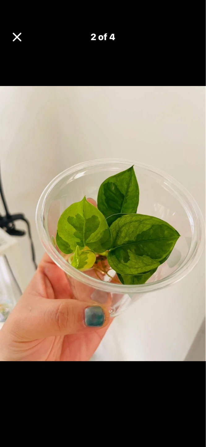 Rare Lemon Meringue Pothos 🌱