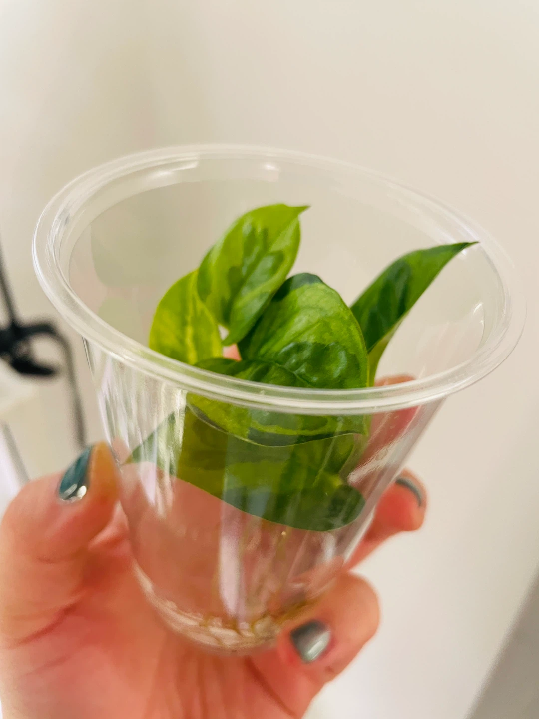 Rare Lemon Meringue Pothos 🌱 - photo 3