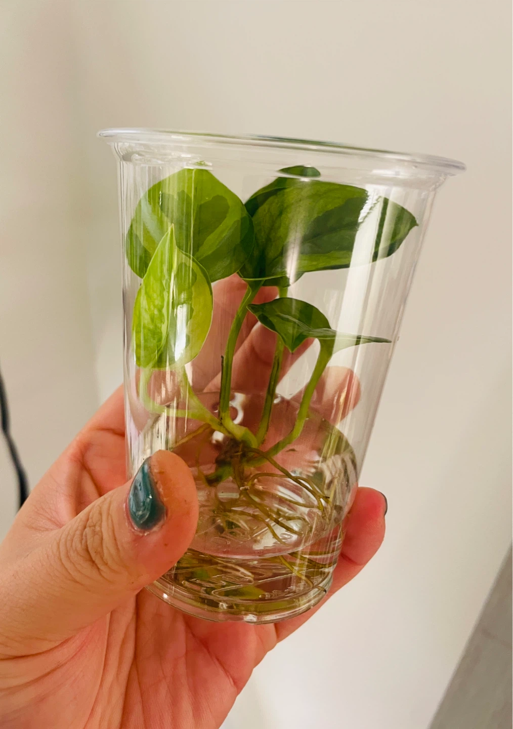 Rare Lemon Meringue Pothos 🌱 - photo 2