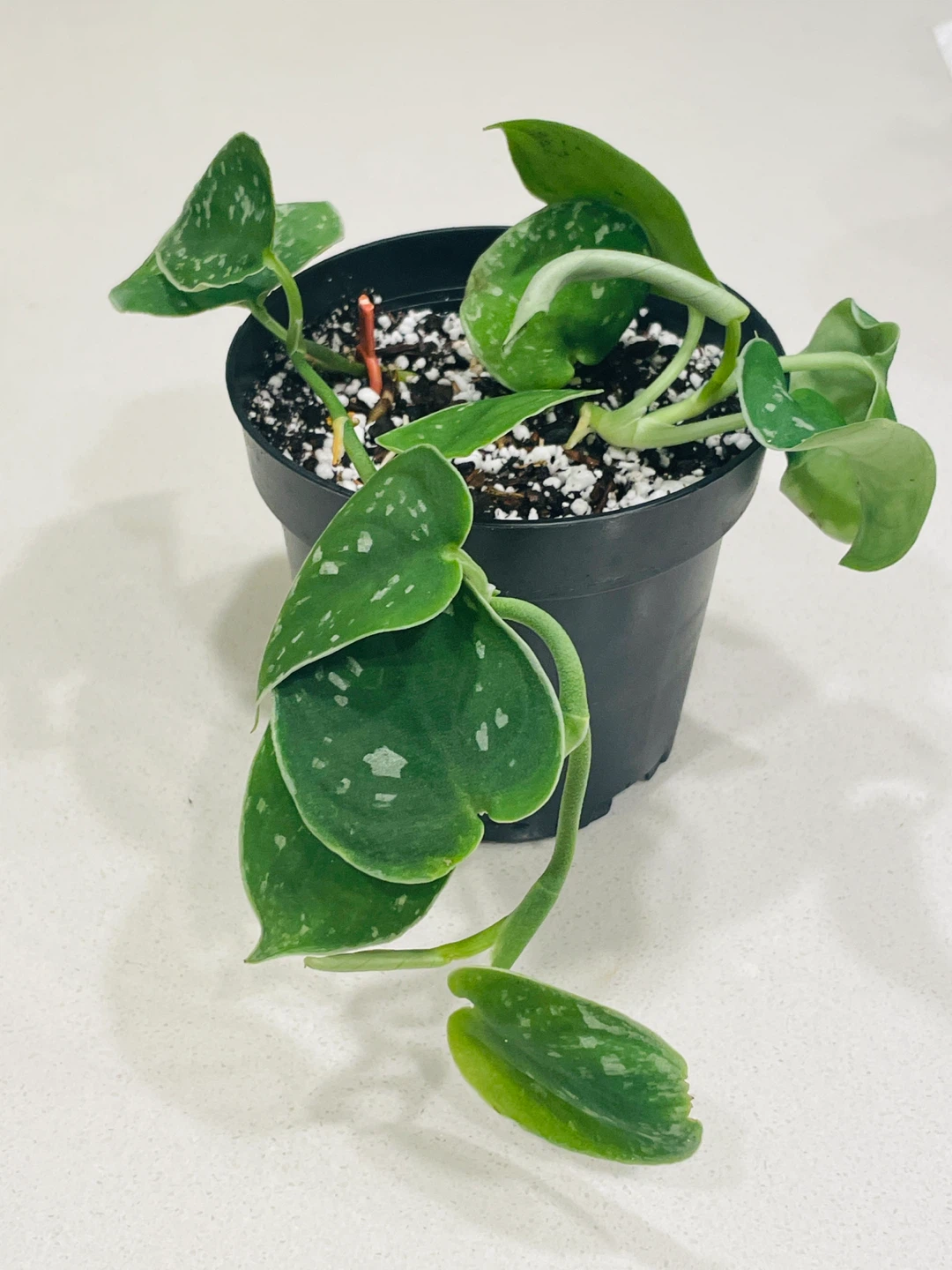 Scindapsus Pictus (Satin Pothos) 🌱